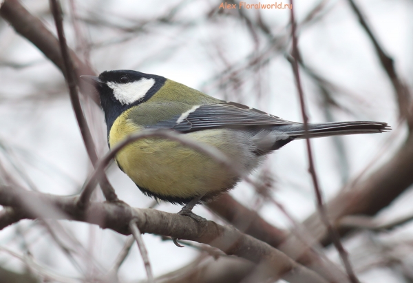 Parus major
Ключевые слова: Parus major