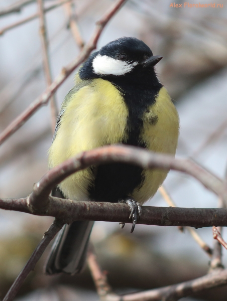 Parus major
Ключевые слова: Parus major