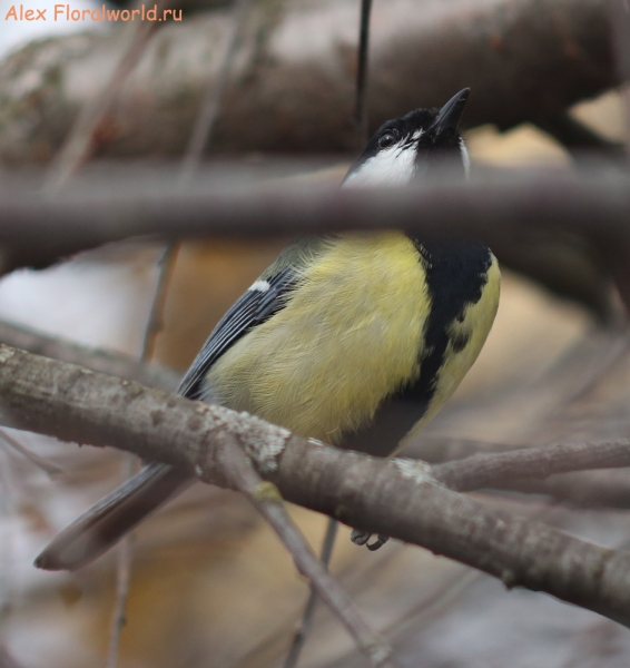 Parus major
Ключевые слова: Parus major