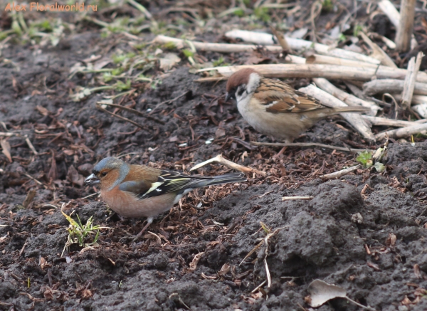 Fringilla coelebs
Ключевые слова: Fringilla coelebs