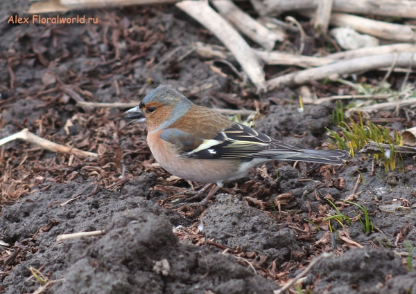 Fringilla coelebs
Ключевые слова: Fringilla coelebs