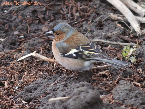 Fringilla coelebs
Ключевые слова: Fringilla coelebs