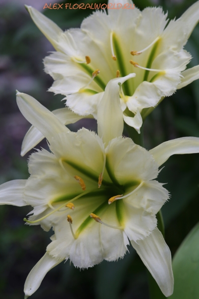 Hymenocallis 'Sulphur Queen'
Ключевые слова: Hymenocallis Sulphur Queen