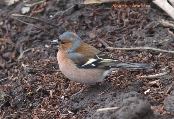 Fringilla coelebs
Ключевые слова: Fringilla coelebs