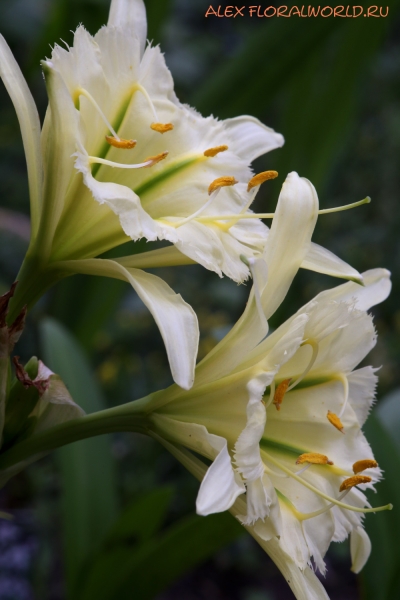 Hymenocallis 'Sulphur Queen'
Ключевые слова: Hymenocallis Sulphur Queen