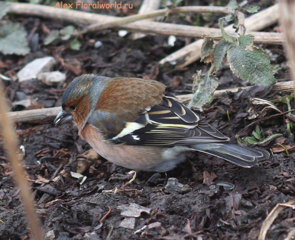 Fringilla coelebs
Ключевые слова: Fringilla coelebs