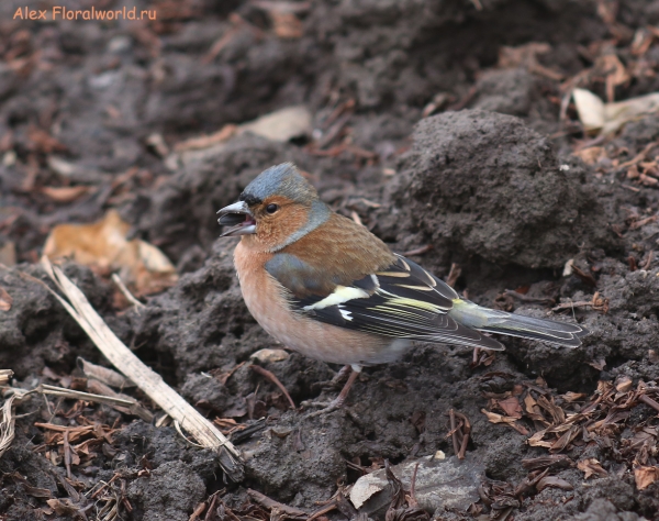 Fringilla coelebs
Ключевые слова: Fringilla coelebs