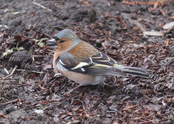 Fringilla coelebs
Ключевые слова: Fringilla coelebs