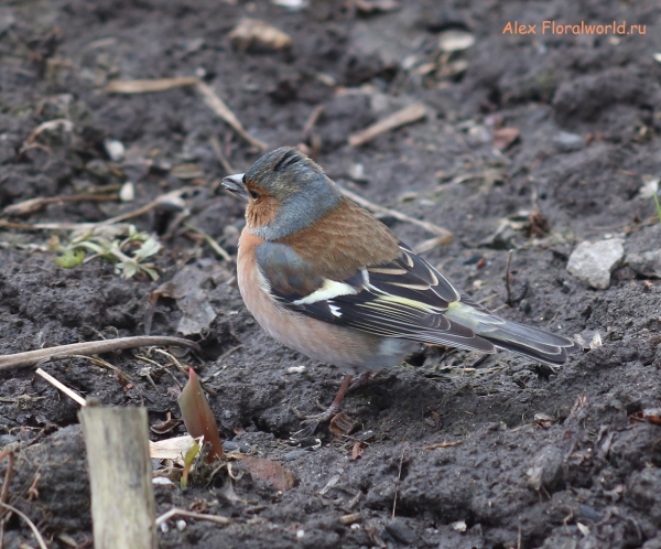 Fringilla coelebs
Ключевые слова: Fringilla coelebs