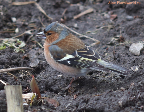 Fringilla coelebs
Ключевые слова: Fringilla coelebs