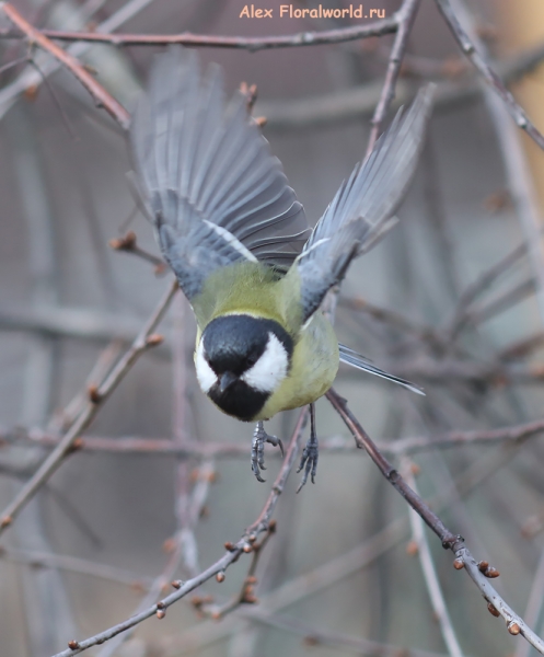 Parus major
Ключевые слова: Parus major