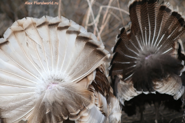 Meleagris gallopavo
Ключевые слова: Meleagris gallopavo