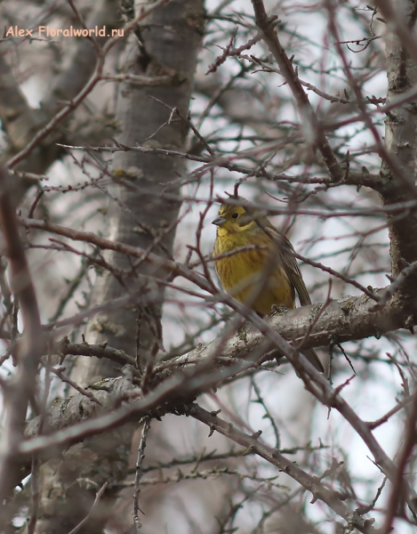 Emberiza citrinella
Ключевые слова: Emberiza citrinella