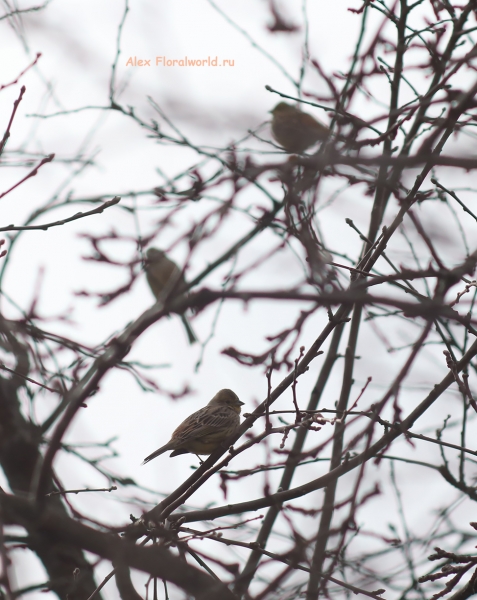 Emberiza citrinella
Ключевые слова: Emberiza citrinella