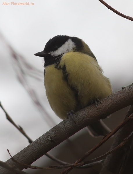 Parus major
Ключевые слова: Parus major