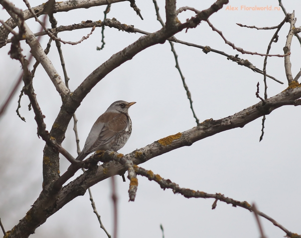 Turdus pilaris
Ключевые слова: Turdus pilaris