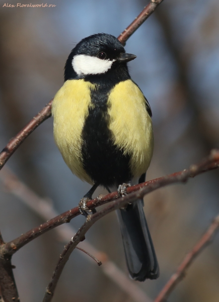 Parus major
Ключевые слова: Parus major