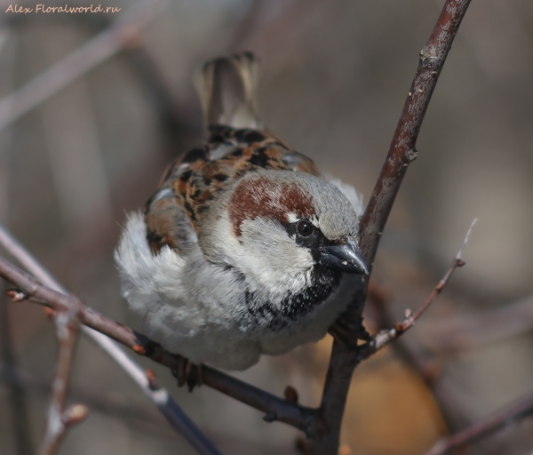 Passer domesticus
Ключевые слова: Passer domesticus