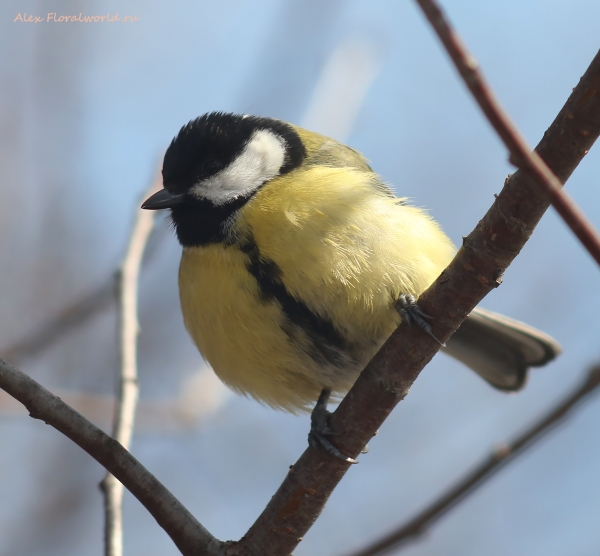 Parus major
Ключевые слова: Parus major