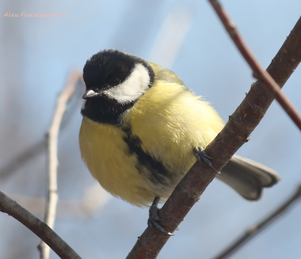 Parus major
Ключевые слова: Parus major