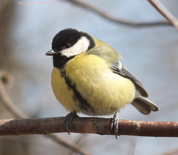 Parus major
Ключевые слова: Parus major