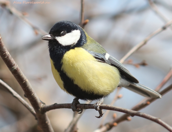 Parus major
Ключевые слова: Parus major