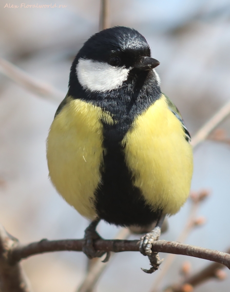 Parus major
Ключевые слова: Parus major