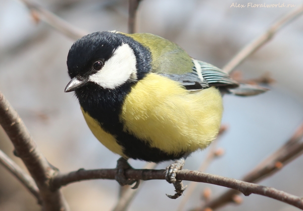 Parus major
Ключевые слова: Parus major