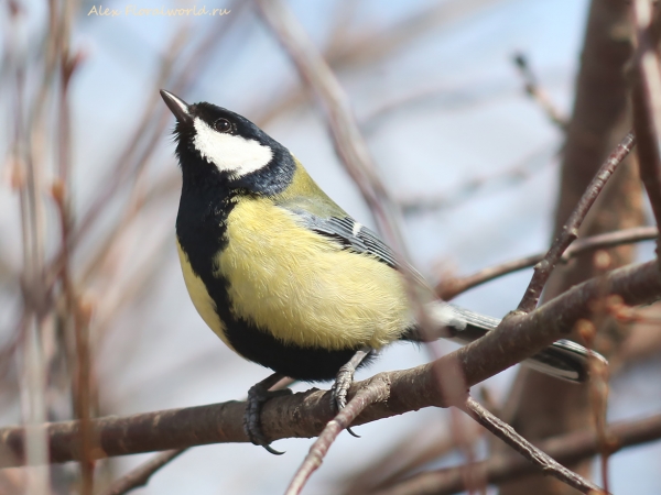 Parus major
Ключевые слова: Parus major