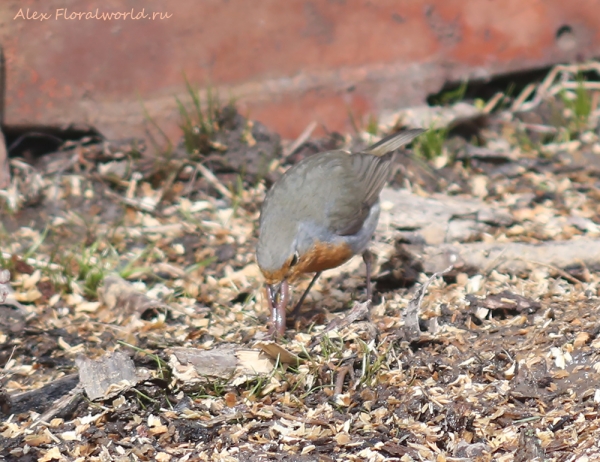 Erithacus rubecula
Ключевые слова: Erithacus rubecula