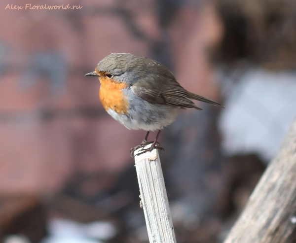 Erithacus rubecula
Ключевые слова: Erithacus rubecula