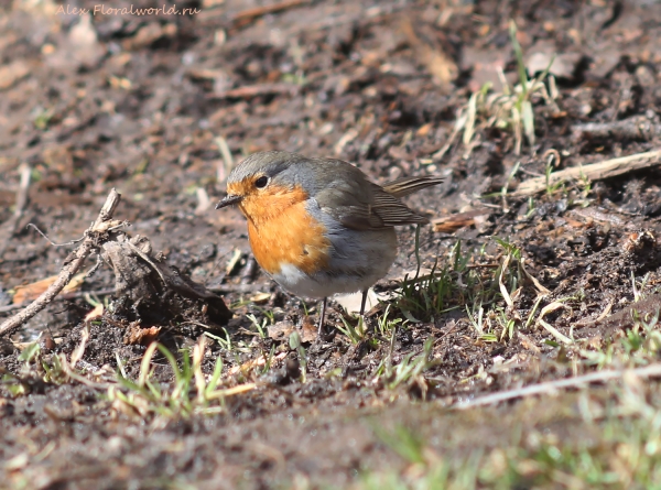 Erithacus rubecula
Ключевые слова: Erithacus rubecula