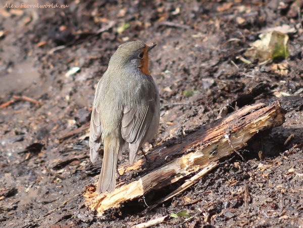 Erithacus rubecula
Ключевые слова: Erithacus rubecula