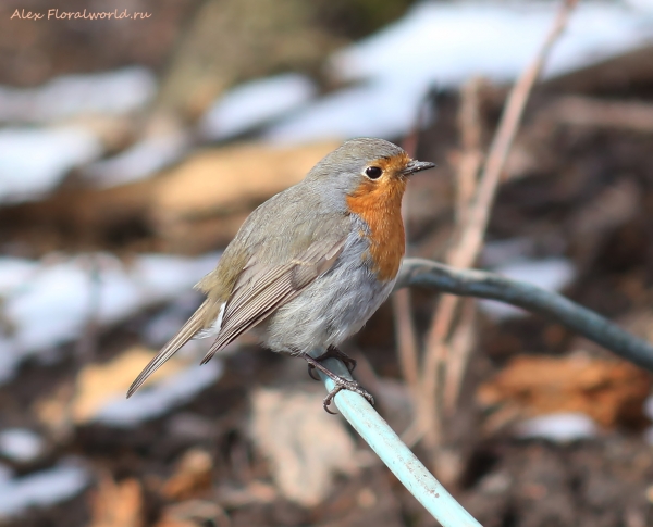 Erithacus rubecula
Ключевые слова: Erithacus rubecula