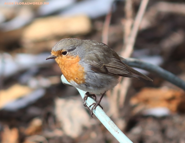 Erithacus rubecula
Ключевые слова: Erithacus rubecula