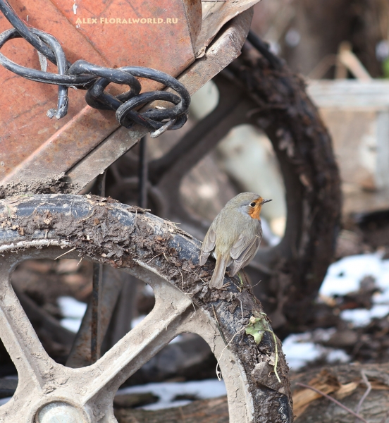 Erithacus rubecula
Ключевые слова: Erithacus rubecula