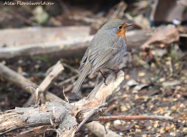 Erithacus rubecula
Ключевые слова: Erithacus rubecula