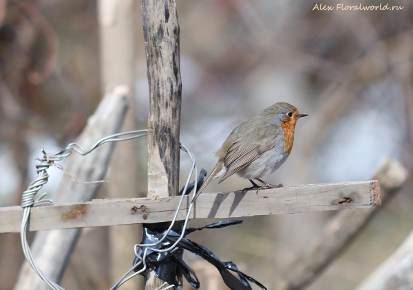Erithacus rubecula
Ключевые слова: Erithacus rubecula