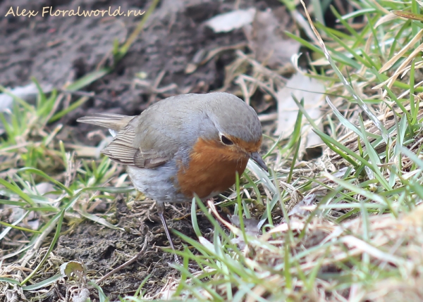 Erithacus rubecula
Ключевые слова: Erithacus rubecula