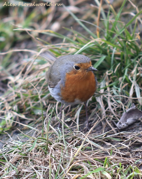 Erithacus rubecula
Ключевые слова: Erithacus rubecula