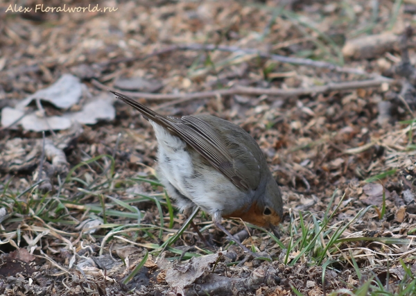 Erithacus rubecula
Ключевые слова: Erithacus rubecula