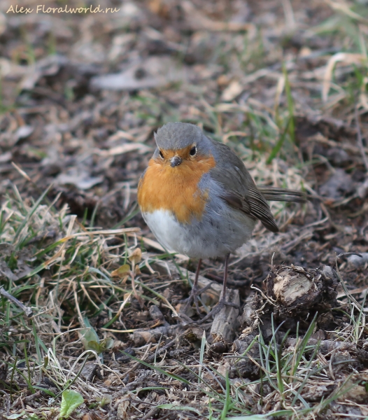 Erithacus rubecula
Ключевые слова: Erithacus rubecula