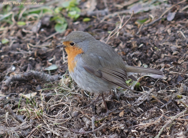 Erithacus rubecula
Ключевые слова: Erithacus rubecula