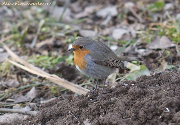 Erithacus rubecula
Ключевые слова: Erithacus rubecula