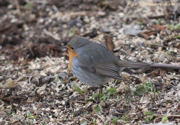 Erithacus rubecula
Ключевые слова: Erithacus rubecula