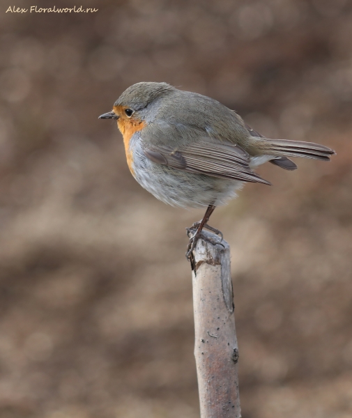 Erithacus rubecula
Ключевые слова: Erithacus rubecula