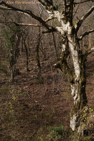 Дерево
Ключевые слова: дерево