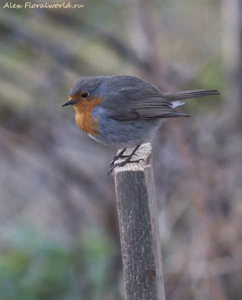 Erithacus rubecula
Ключевые слова: Erithacus rubecula