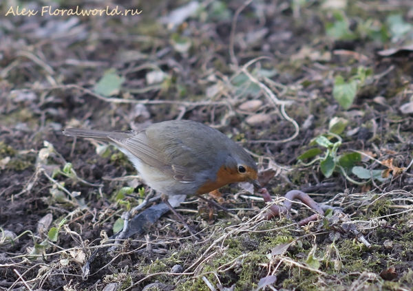 Erithacus rubecula
Ключевые слова: Erithacus rubecula