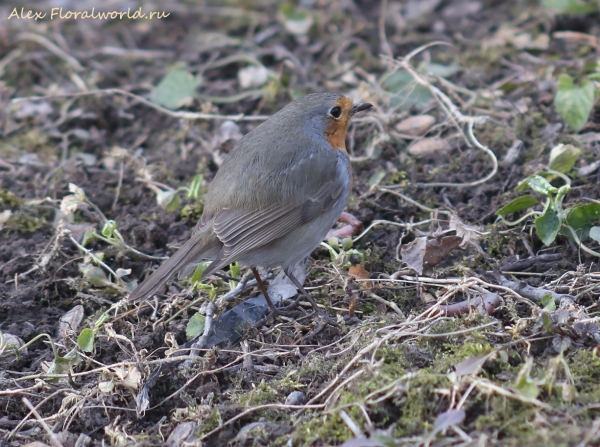 Erithacus rubecula
Ключевые слова: Erithacus rubecula